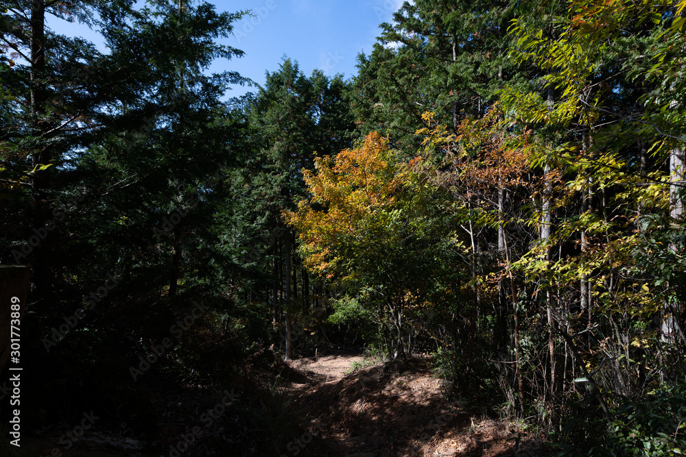 Obraz premium 高野山 秋の紅葉 女人道巡り 