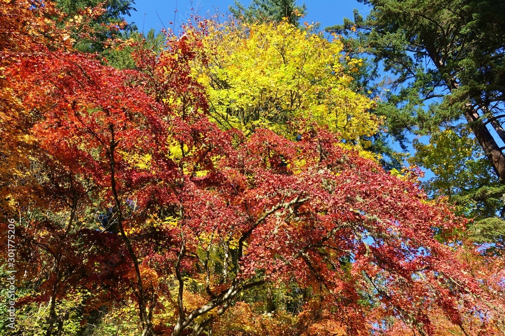 Autumn view of the landmark Portland Japanese Garden in Portland, Oregon Autumn view of the landmark Portland Japanese Garden in Portland, Oregon