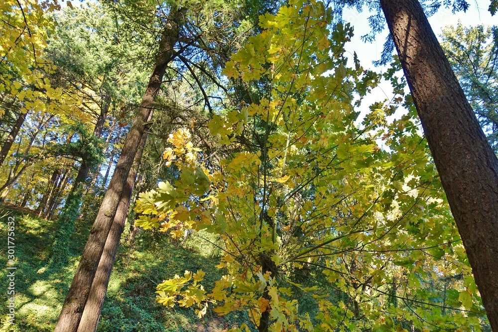 Obraz premium Autumn view of the landmark Portland Japanese Garden in Portland, Oregon