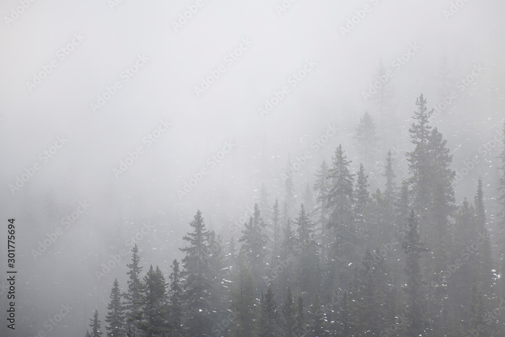 snow dusted mountain trees with fog and mist  