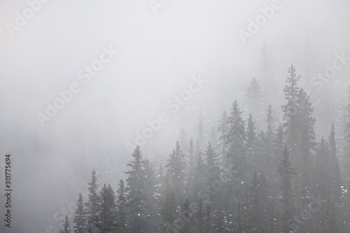 snow dusted mountain trees with fog and mist 