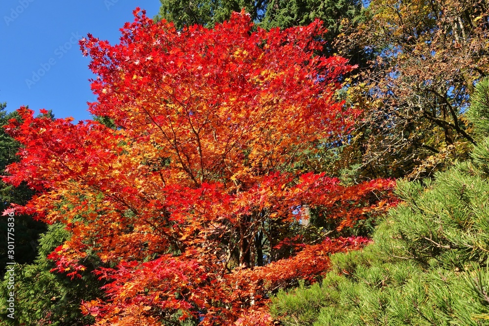 Autumn view of the landmark Portland Japanese Garden in Portland, Oregon Autumn view of the landmark Portland Japanese Garden in Portland, Oregon