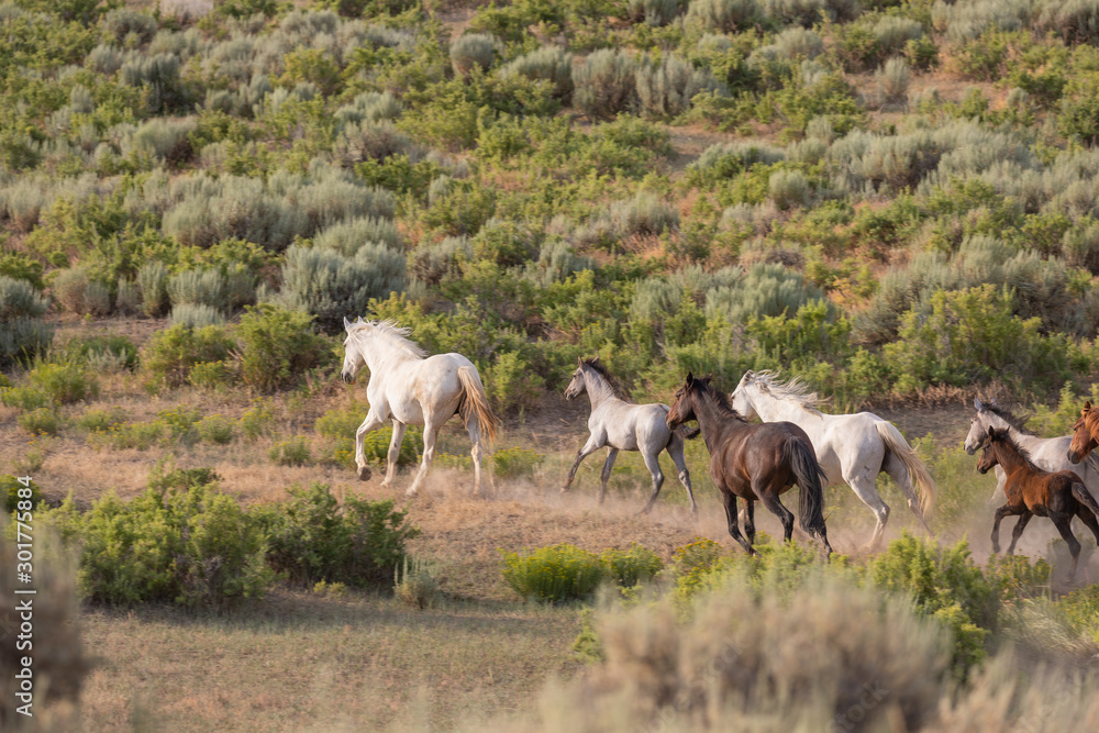 Wild Horses Running in the Sand Wash Basin Colorado in Summer