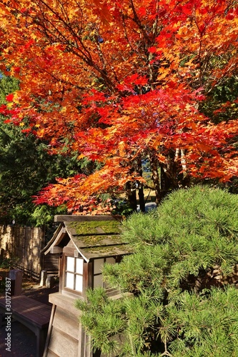 Autumn view of the landmark Portland Japanese Garden in Portland, Oregon © eqroy