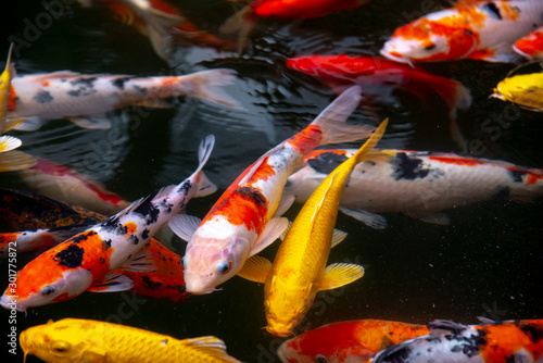 Obraz na płótnie fish CARP fancy / koi in pond, japanese National animal