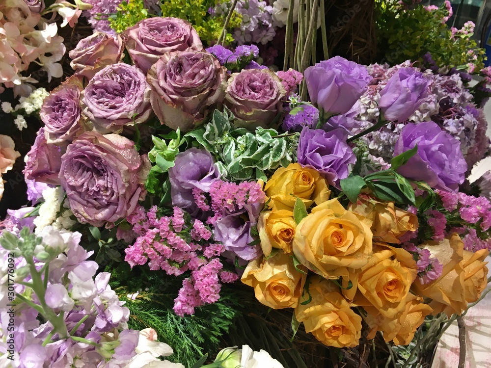 Dark purple rose and bright purple rose flower Dark purple rose and bright purple rose flower