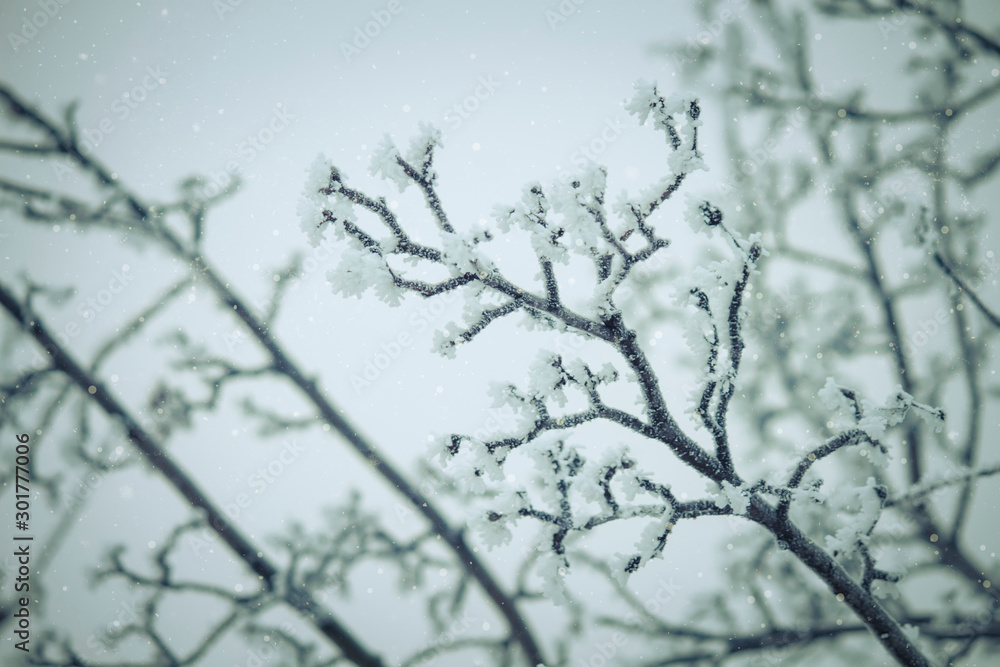 Branches under snow in hoarfrost, winter blurred natural background with bokeh, copy space Branches under snow in hoarfrost, winter blurred natural background with bokeh, copy space