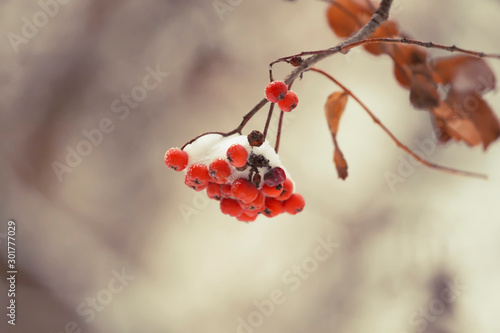 Blurred defocused winter nature background with snow and red berries, bokeh, banner, copy space