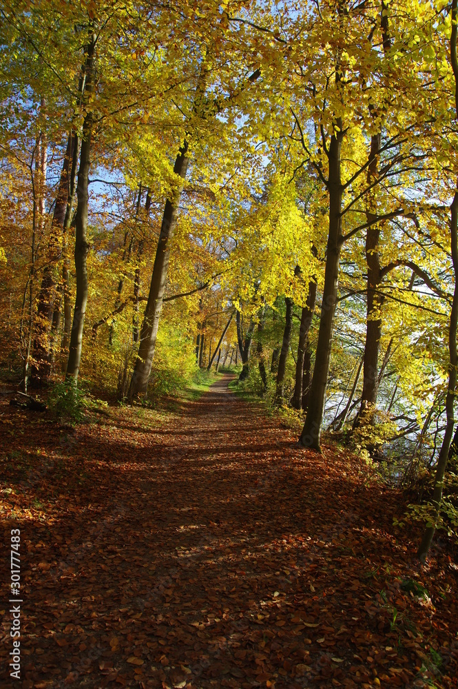 Fototapeta premium Herbstwald bei Mölln im Hochformat
