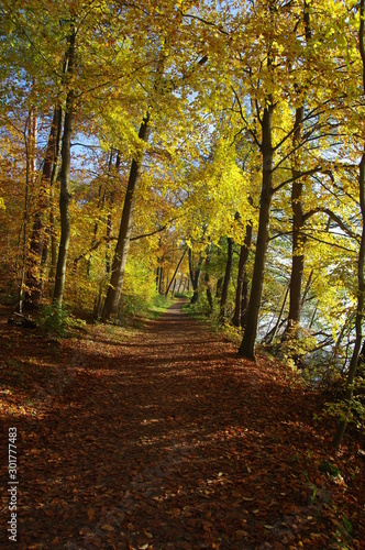 Herbstwald bei Mölln im Hochformat © Guido Miller