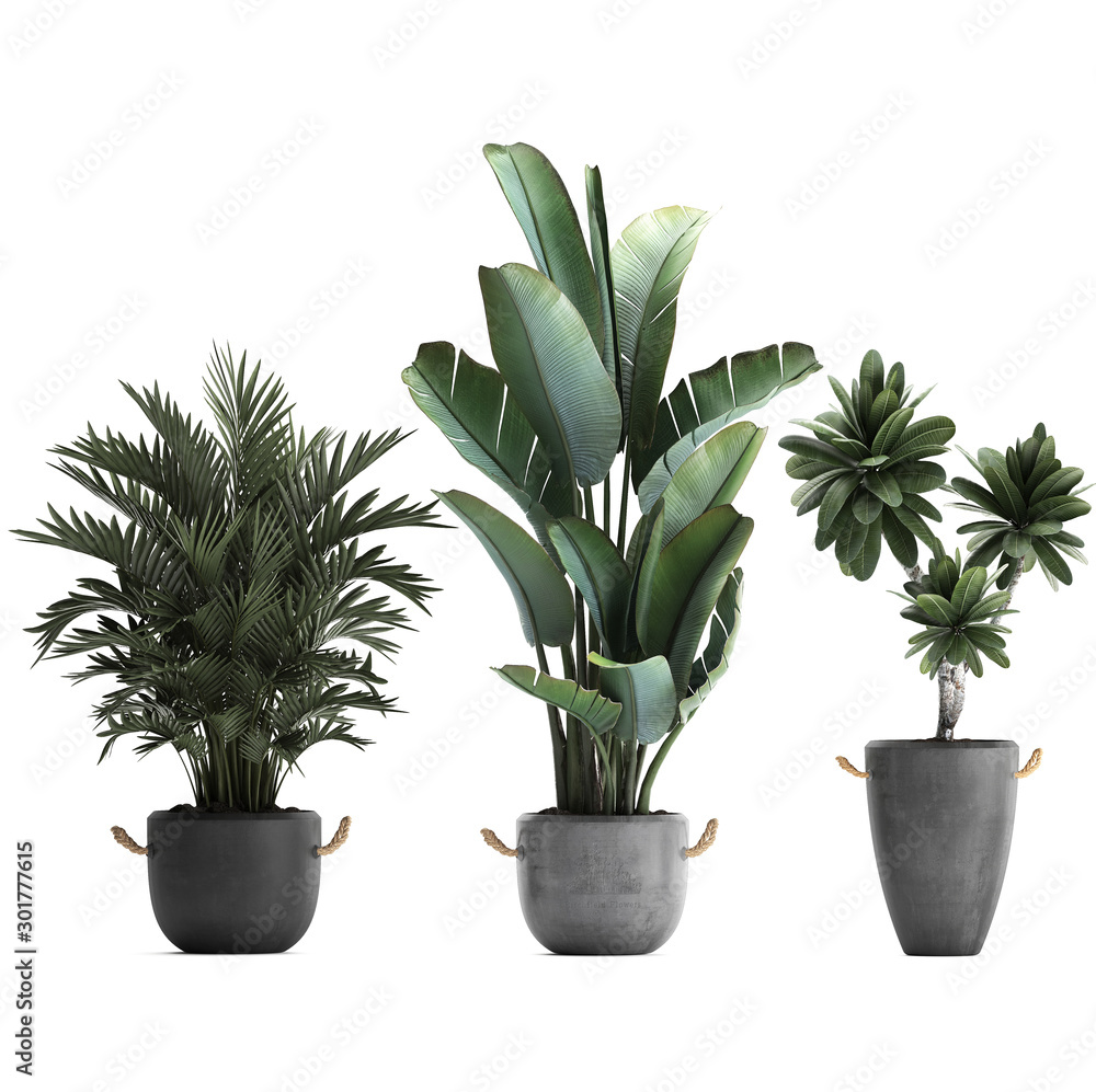 3d illustration of tropical plants on white background 3d illustration of tropical plants on white background
