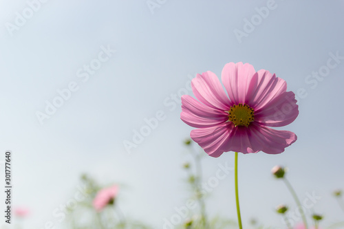 Pink flower in a park sky background