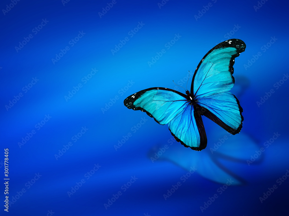 Blue butterfly on sky blue background Stock Illustration | Adobe Stock