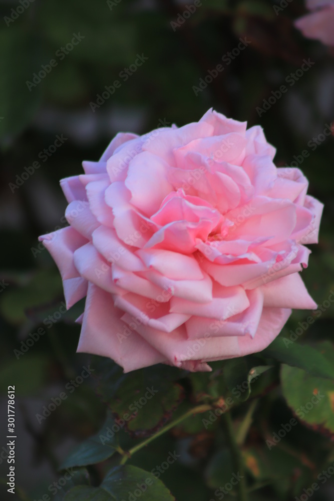 flower flower