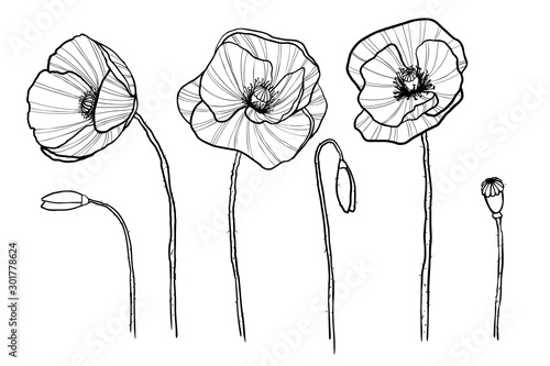 Sketch of poppy flowers, for your design, postcard, poster, print. Vector floral illustration.