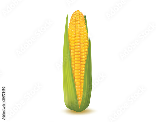Fresh corn on white background