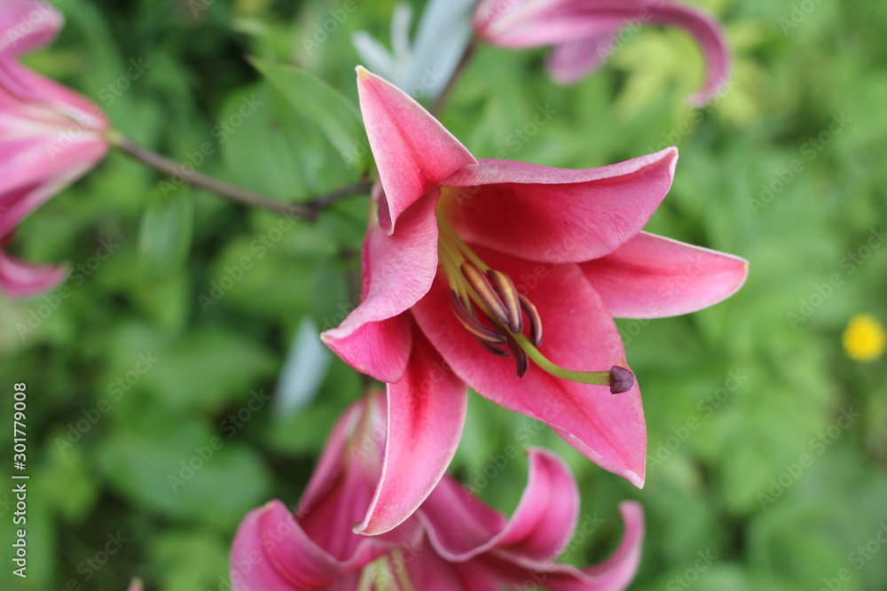 Fototapeta premium Pink lily