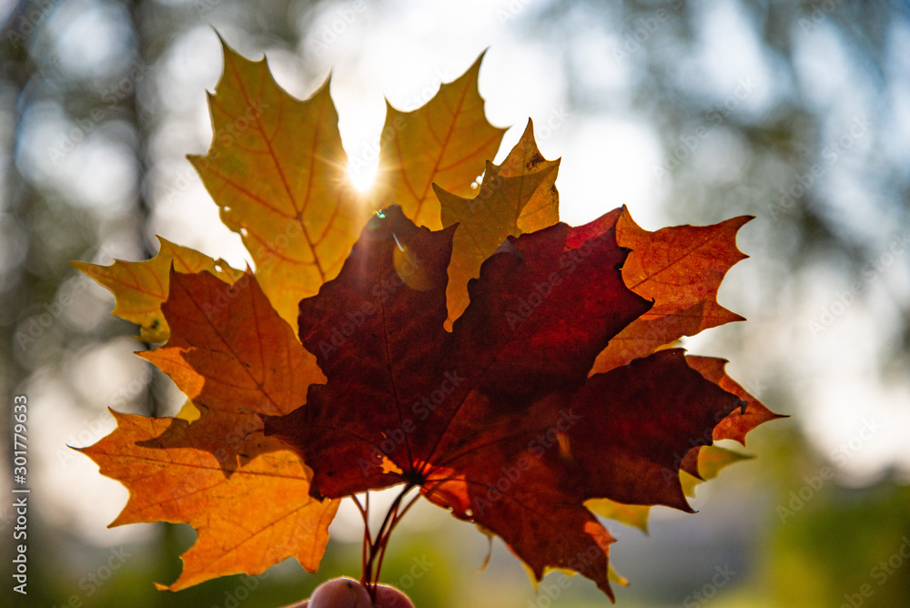 Ray of light through maple leaves. Autumn background, bright colors of autumn. Ray of light through maple leaves. Autumn background, bright colors of autumn.