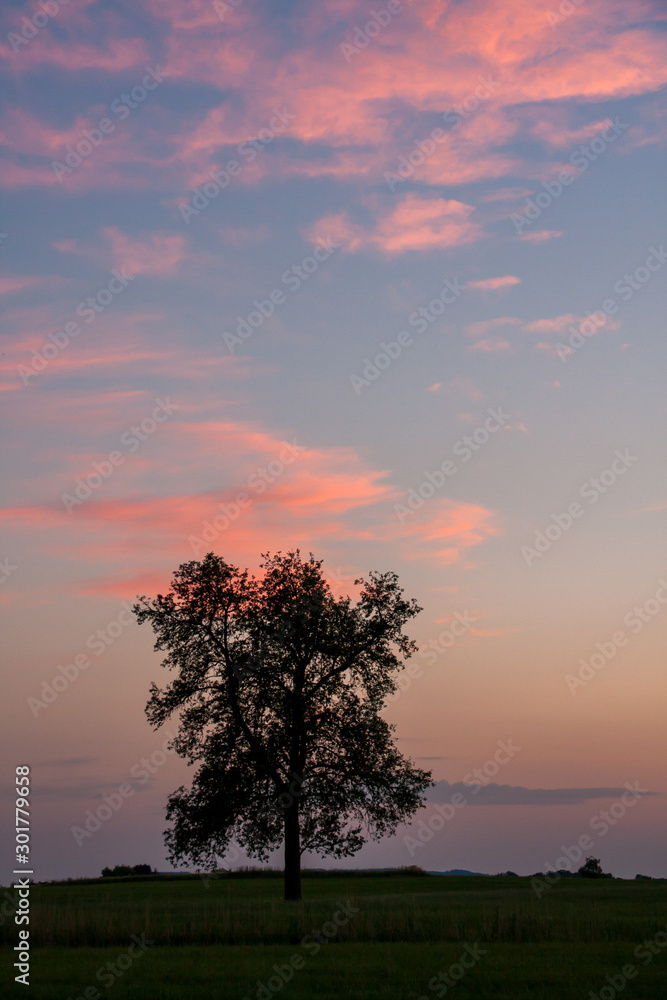 Baum mit Abendhimmel