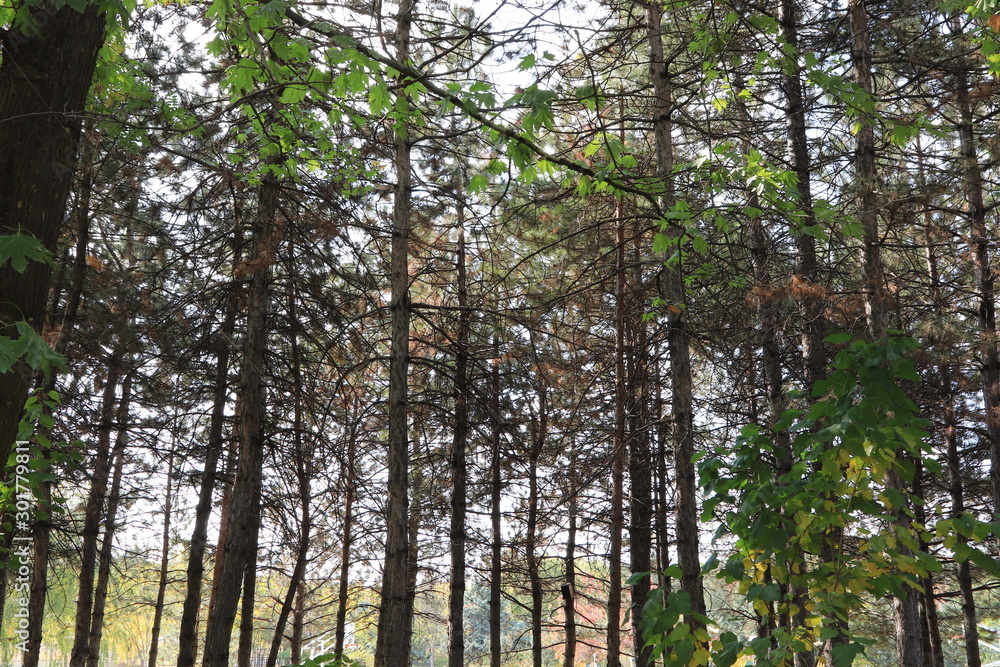 Obraz premium roślina