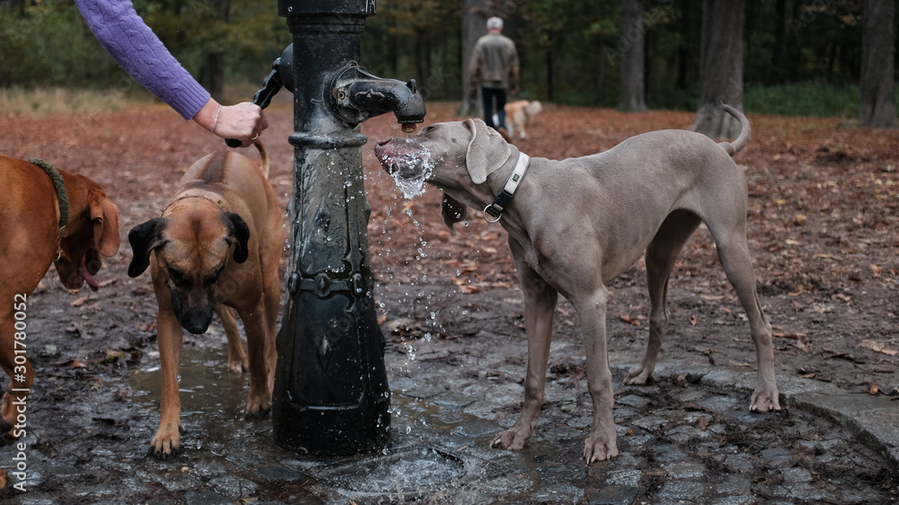 two dogs playing in park