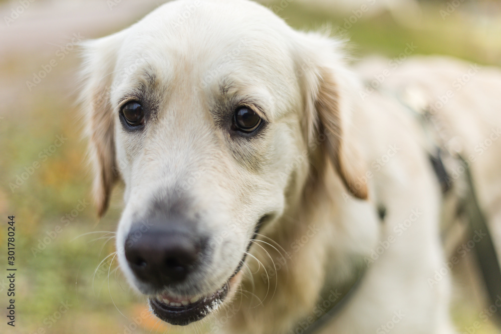 Golden retriever pale young dog is running on the grass Golden retriever pale young dog is running on the grass