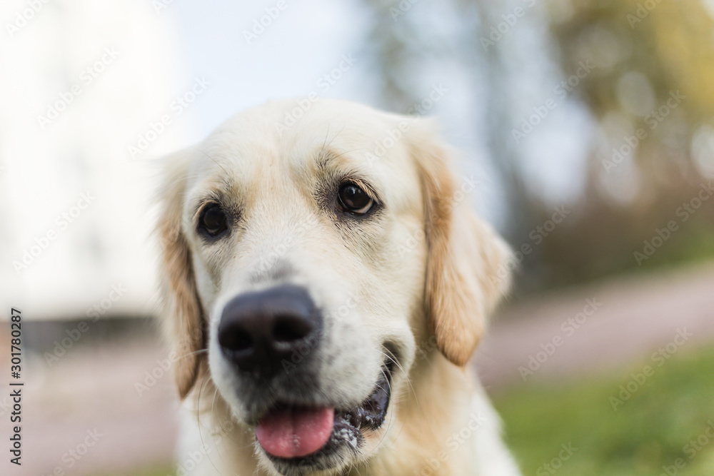 Golden retriever pale young dog is running on the grass Golden retriever pale young dog is running on the grass