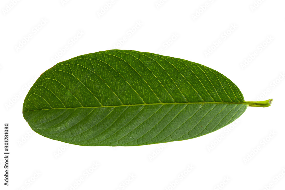 Fototapeta premium Green Guava leaf isolated over white background.