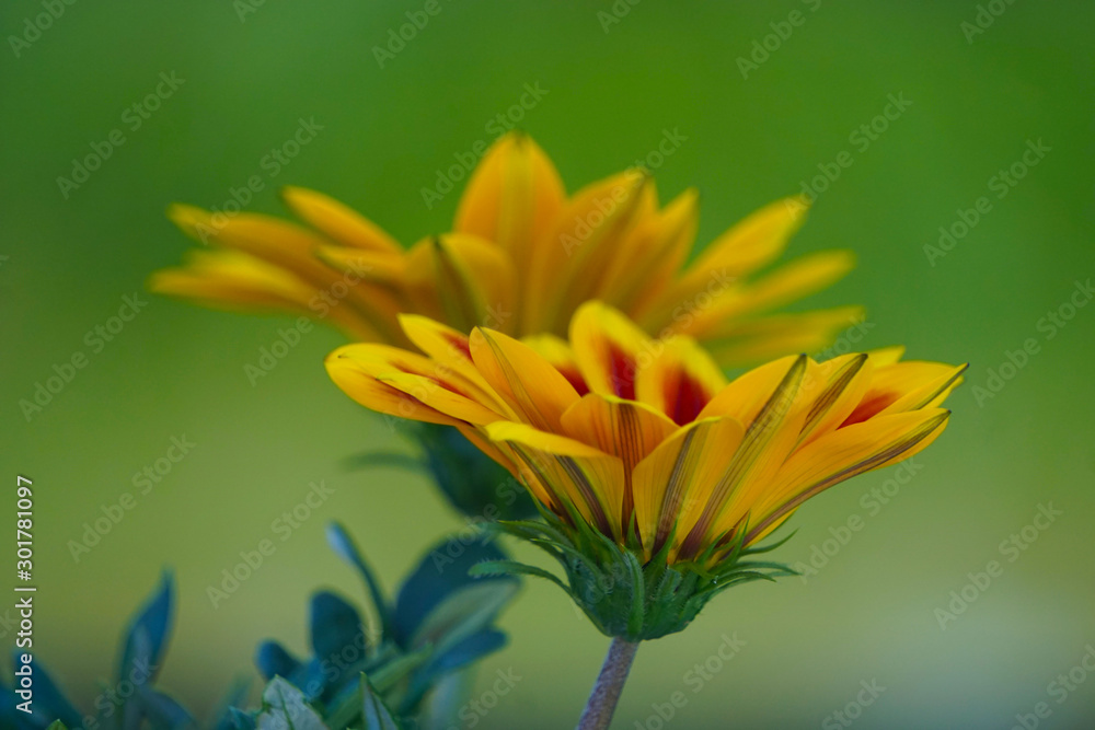 Fototapeta premium Wunderschöne Blume