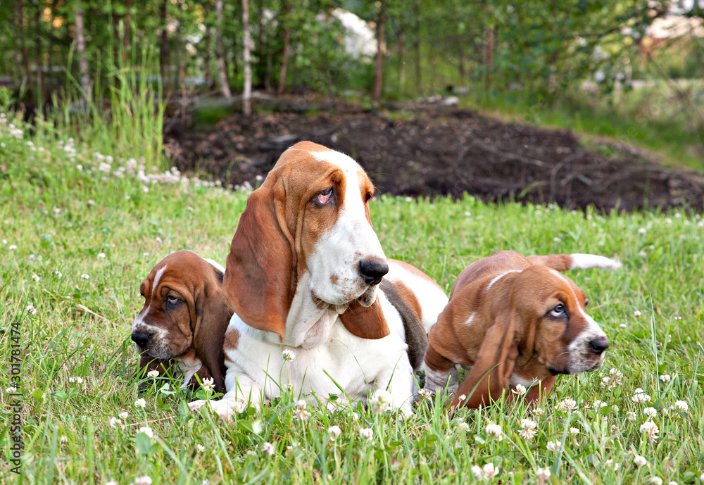 Basset Rescue Free Basset Hound Bassets Deals Miniature Basset