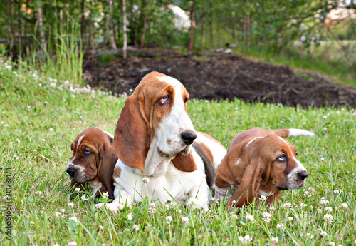 Two basset hound puppies his mom on a green lawn among clovers
