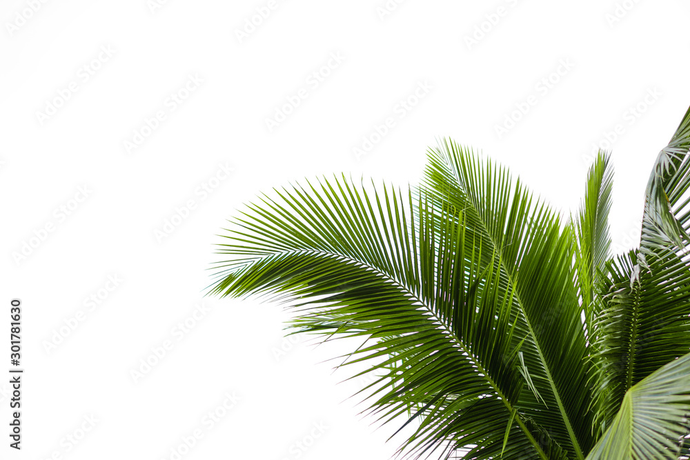 Coconut leaves on a isolated white background,clipping paths. Coconut leaves on a isolated white background,clipping paths.