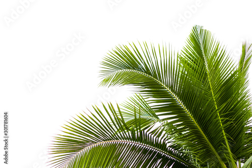 Coconut leaves on a isolated white background,clipping paths