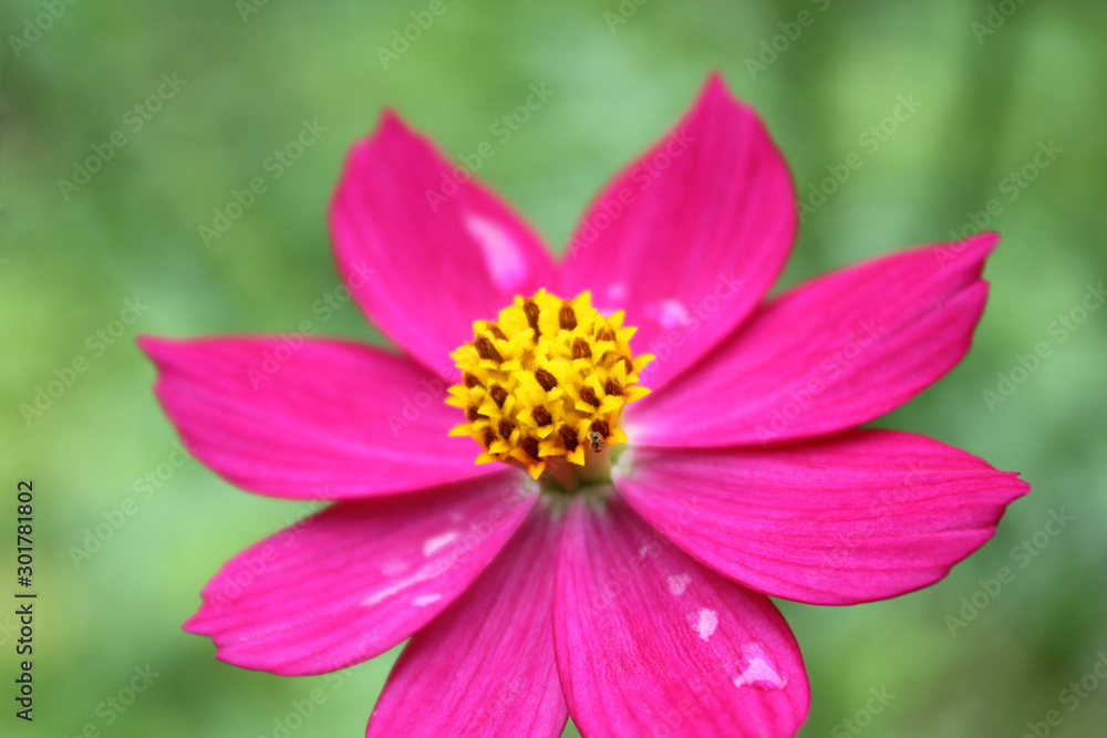 Macro shot of a beautiful and vibrant cosmos flowers in rainy day. Pink cosmos flowers on a green background. In the tropical garden. Real nature flowers. Macro shot of a beautiful and vibrant cosmos flowers in rainy day. Pink cosmos flowers on a green background. In the tropical garden. Real nature flowers.