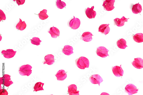 pink flower isolated on white background