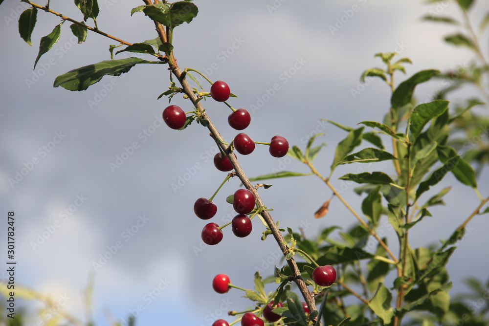 branch of tree with red berries on white background