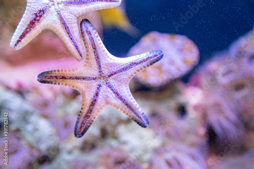 Canvastavla Close up of the underside of a colorful orange sea star (starfish, star fish) in a marine coral reef tank aquarium, as it crawls across the glass