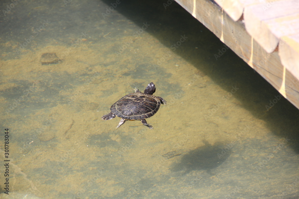 Obraz premium turtles in a pond