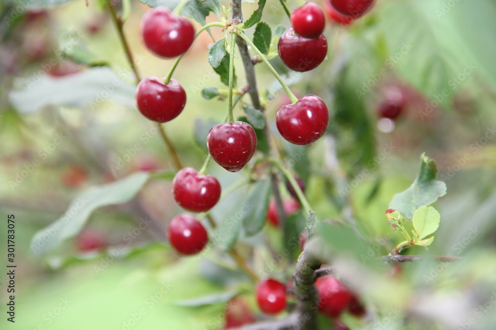 cherries on tree cherries on tree