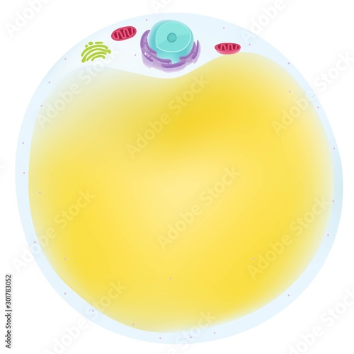 fat cell in human body