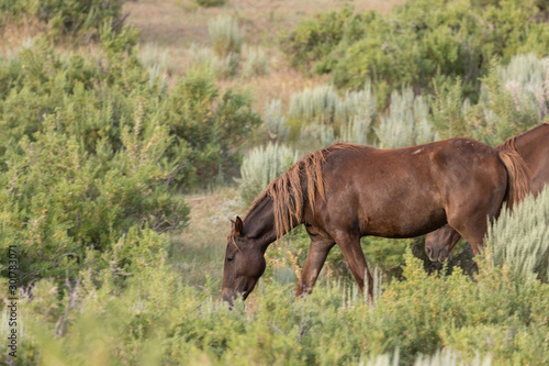 Beautiful Wild Horse in the Sand Wash Basin Colorado in Summer © natureguy