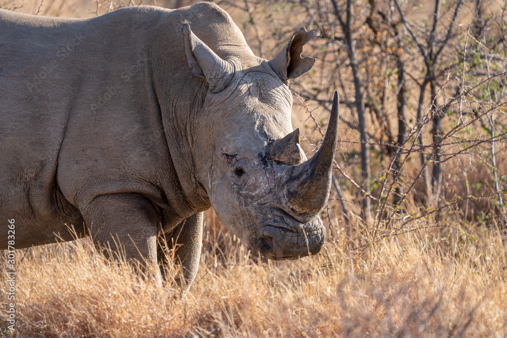 white rhino in South Africa white rhino in South Africa