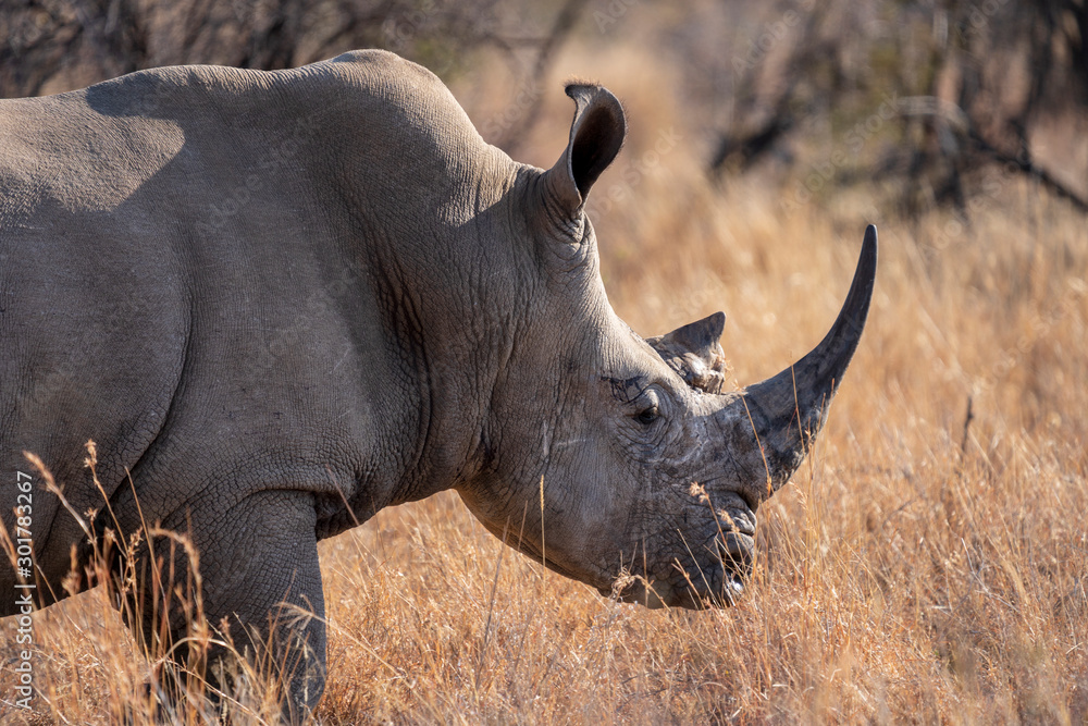 Obraz premium White Rhino of Namibia, Etosha National Park