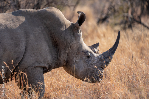 White Rhino of Namibia  Etosha National Park