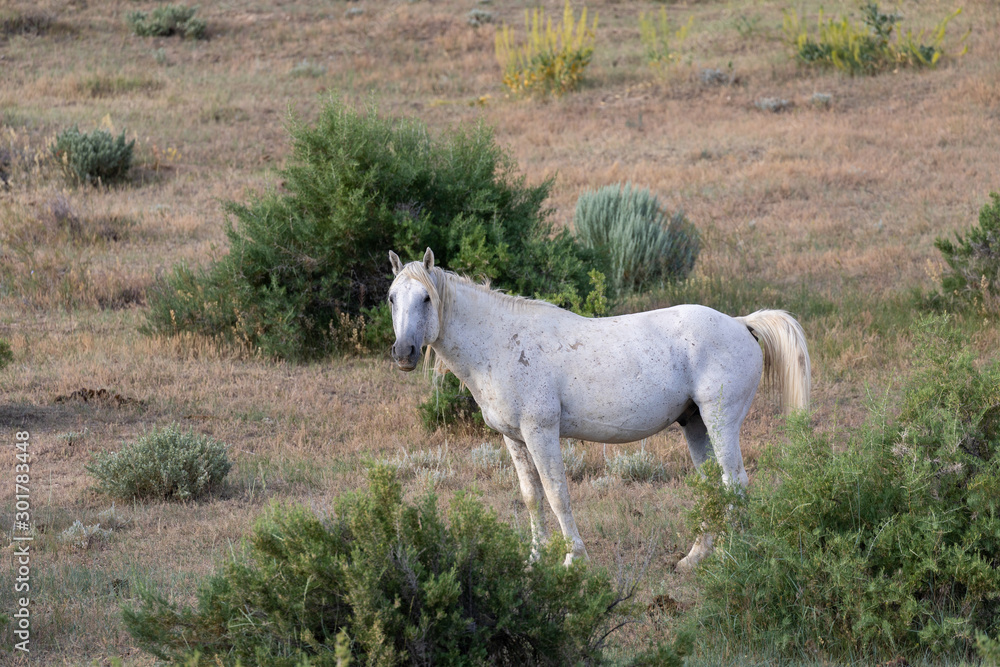 Beautiful Wild Horse in the Sand Wash Basin Colorado in Summer Beautiful Wild Horse in the Sand Wash Basin Colorado in Summer