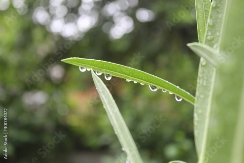 dew on grass