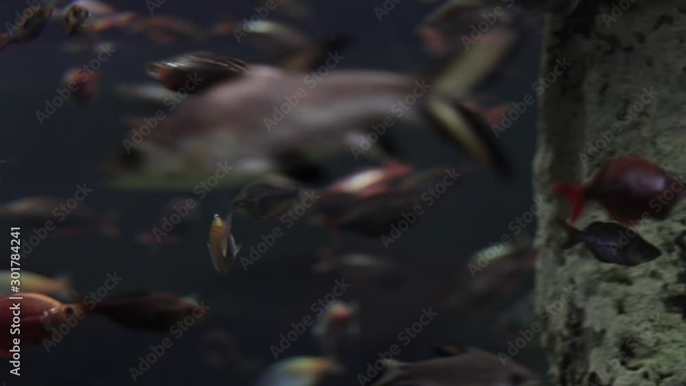 Ocean fishes underwater on dark background. Blur background. Copy space. Background for text Ocean fishes underwater on dark background. Blur background. Copy space. Background for text