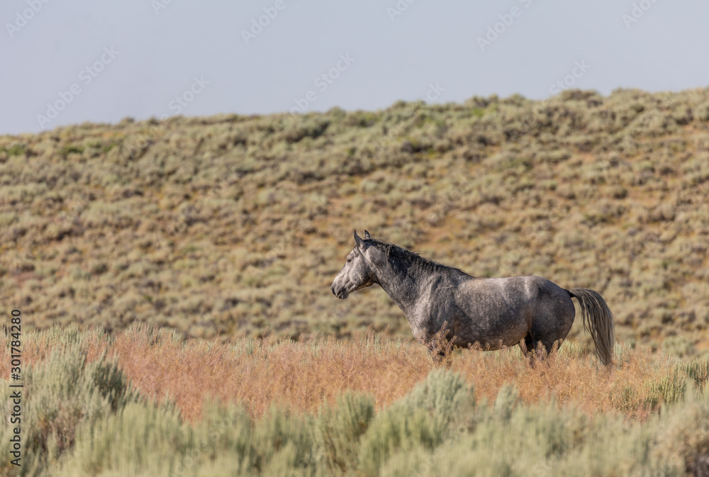 Beautiful Wild Horse in the Sand Wash Basin Colorado in Summer