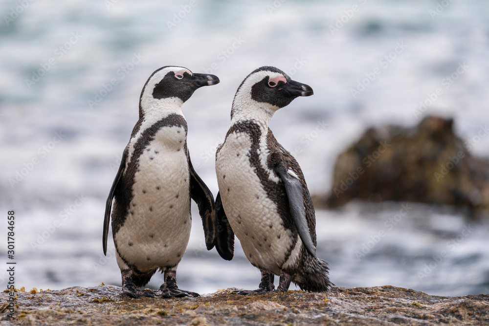 Naklejka premium African penguins posing at Boulders Beach, Cape Town, South Africa