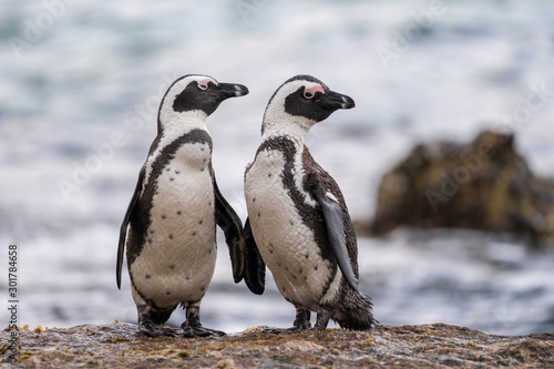 African penguins posing at Boulders Beach, Cape Town, South Africa